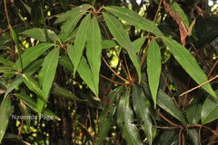 Actinodaphne salicina